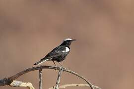 Mountain Wheatear