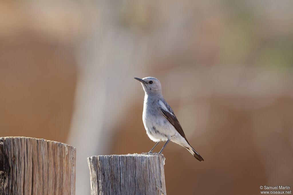 Mountain Wheatear