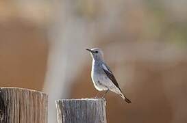 Mountain Wheatear