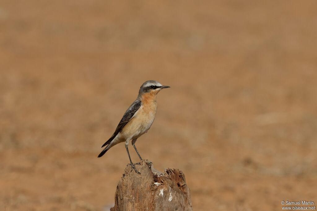 Northern Wheatear