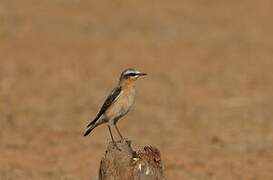 Northern Wheatear