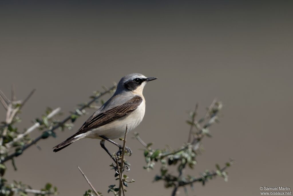 Northern Wheatear male adult