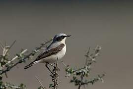 Northern Wheatear