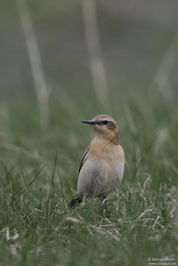 Northern Wheatear