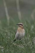 Northern Wheatear