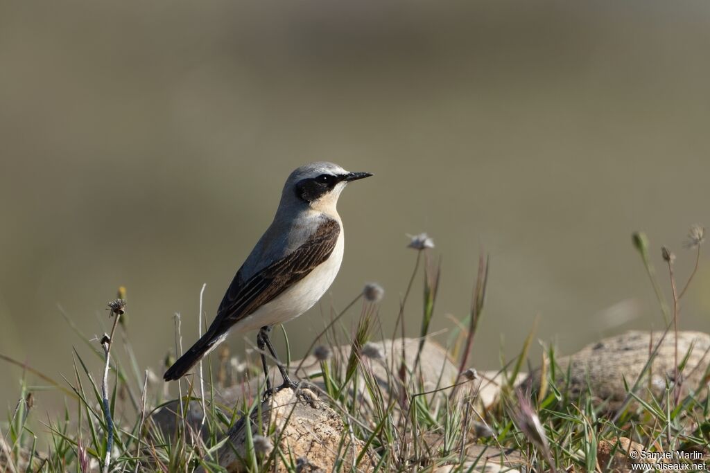 Northern Wheatear male adult