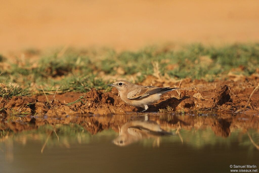 Western Black-eared WheatearFirst year