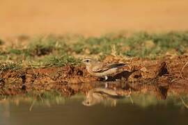 Western Black-eared Wheatear