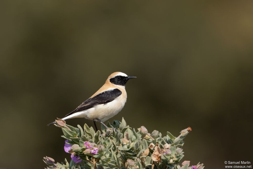 Western Black-eared Wheatear male adult