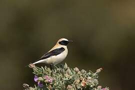 Western Black-eared Wheatear