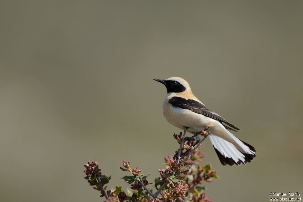 Western Black-eared Wheatear male adult