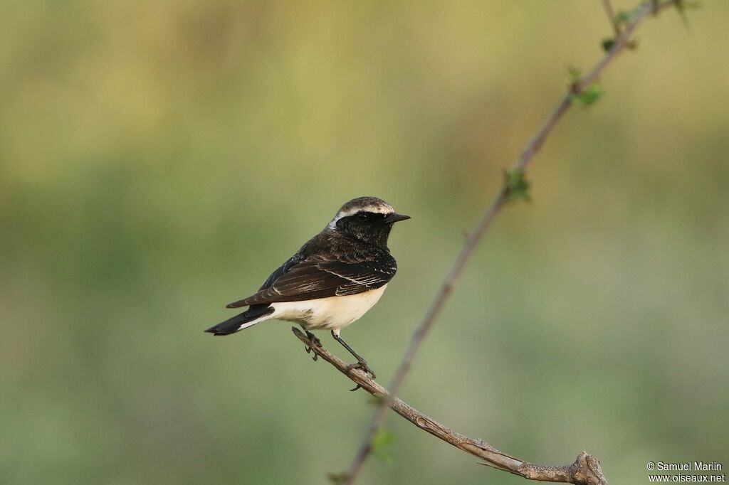 Pied Wheatear male adult