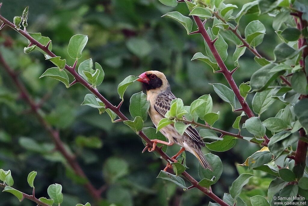 Red-billed Quelea male adult