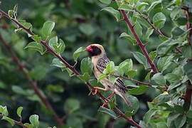 Red-billed Quelea