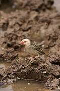 Red-billed Quelea