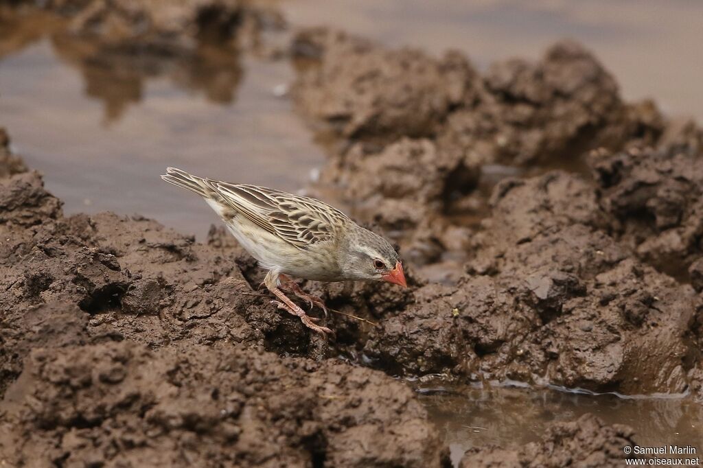 Red-billed Quelea