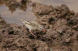 Red-billed Quelea