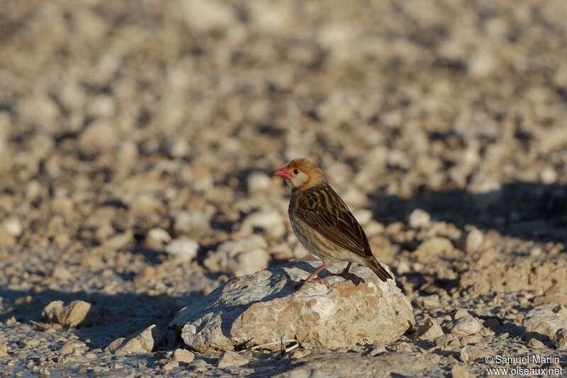 Red-billed Quelea male adult