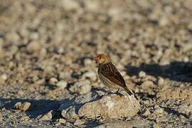 Red-billed Quelea