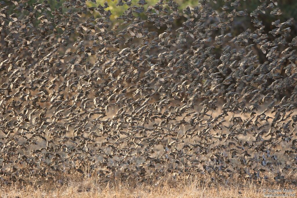 Red-billed Queleaadult, Flight