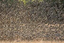 Red-billed Quelea