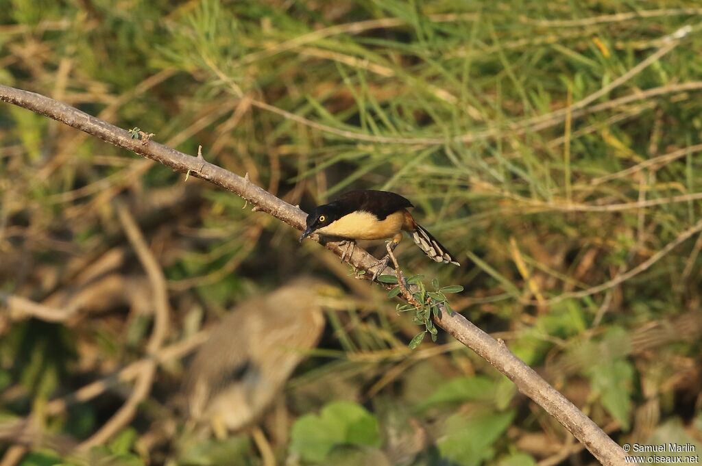 Black-capped Donacobiusadult