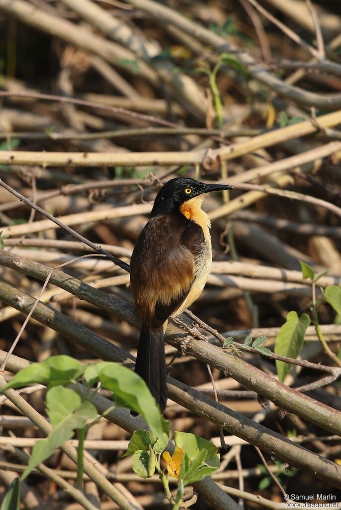 Black-capped Donacobiusadult