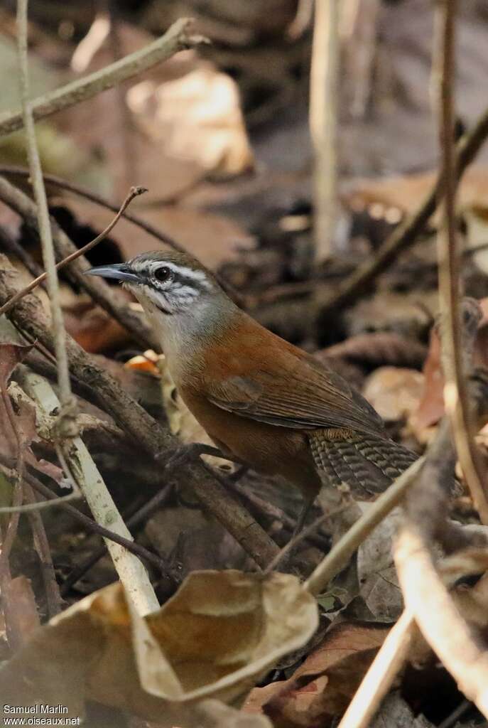 Moustached Wrenadult, identification