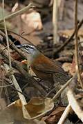 Moustached Wren