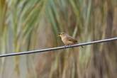 Troglodyte austral