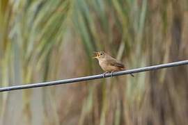 Troglodyte austral