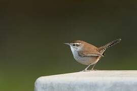 Bewick's Wren