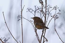 Grass Wren