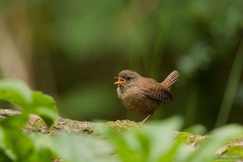 Eurasian Wrenjuvenile