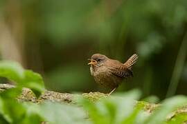 Troglodyte mignon