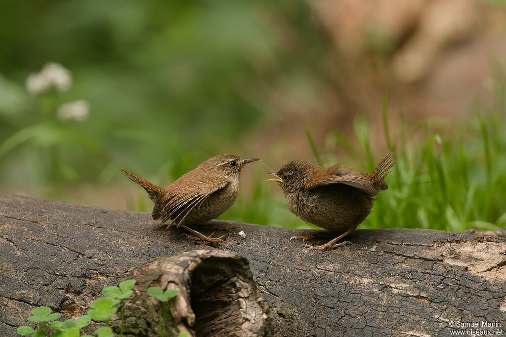 Eurasian Wren, eats