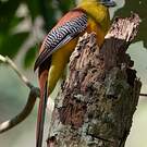 Trogon à poitrine jaune