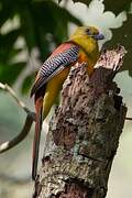 Trogon à poitrine jaune