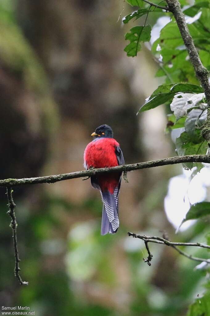 Bar-tailed Trogon male adult, identification