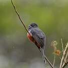 Trogon couroucou