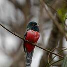 Trogon couroucou