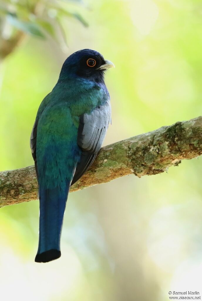 Atlantic Black-throated Trogon male adult