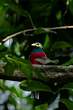 Trogon narina