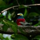 Trogon narina