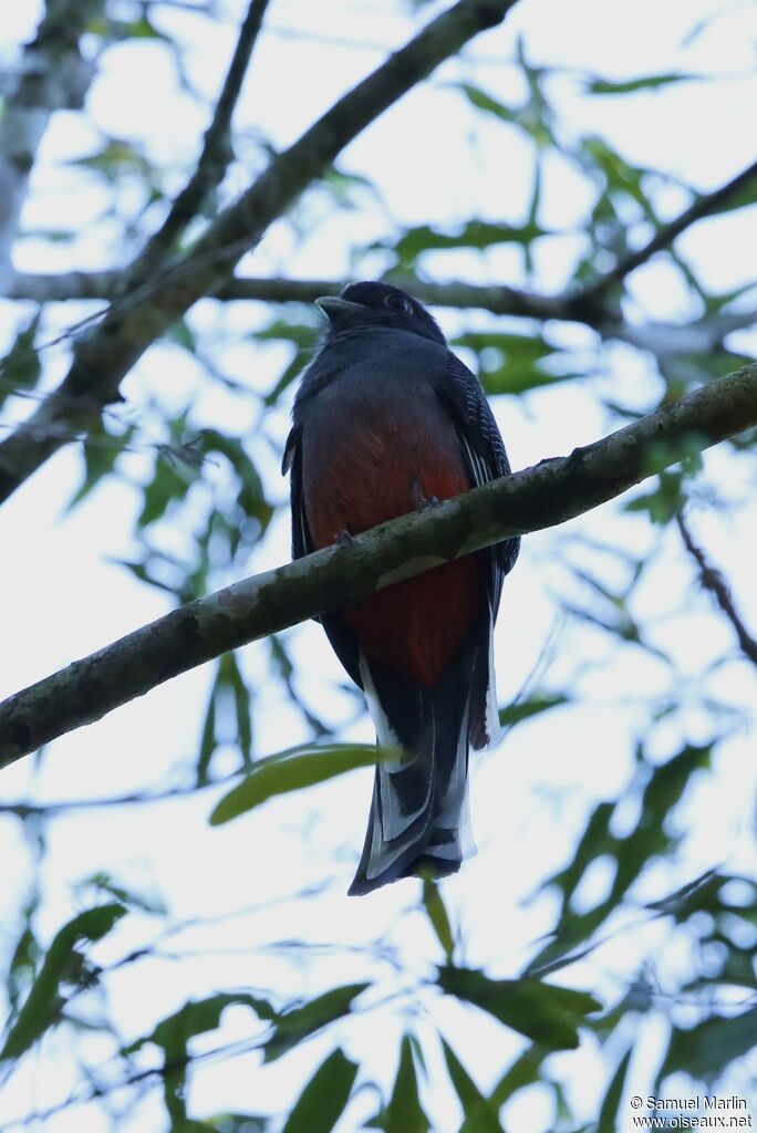 Trogon surucua mâle adulte