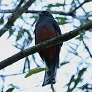 Trogon surucua