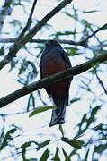 Surucua Trogon