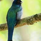Trogon surucua