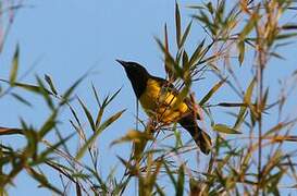 Yellow-rumped Marshbird