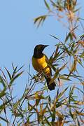 Yellow-rumped Marshbird